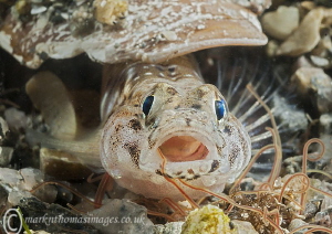 Painted Goby, Aughrus Pier. by Mark Thomas 